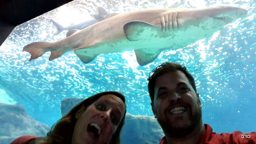 זהירות כריש